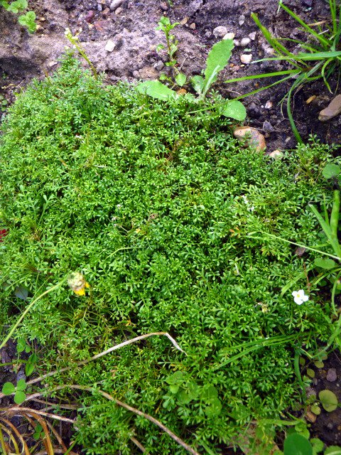 Pritzelago alpina 'Cristal Carpet'